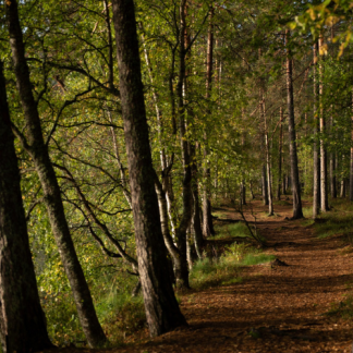 Metsä-/luontokerho 1.-4.-lk, perjantai klo 13.00-14.00 (911-29)