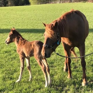 RETKIPÄIVÄ 5.–9.-LK OMENAMÄEN TILALLE, VKO 9, 23.2.2026